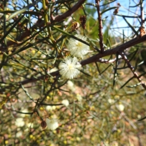 Acacia genistifolia at Kowen, ACT - 6 Aug 2021