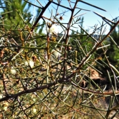 Acacia genistifolia at Kowen, ACT - 6 Aug 2021