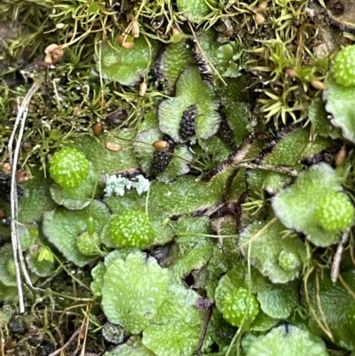 Asterella sp. (genus) (A liverwort) at Majura, ACT - 27 Jul 2021 by JaneR