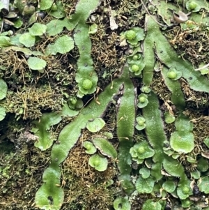 Asterella sp. (genus) at Majura, ACT - 27 Jul 2021