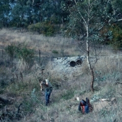 Pyracantha sp. (Firethorn) at Red Hill Nature Reserve - 10 Apr 1991 by MichaelMulvaney