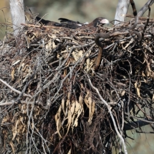 Aquila audax at Majura, ACT - suppressed