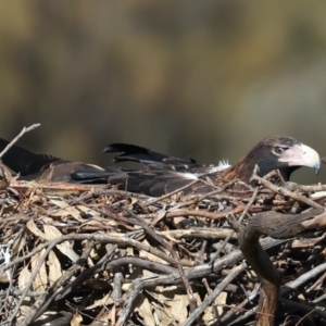 Aquila audax at Majura, ACT - suppressed