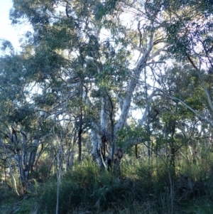 Eucalyptus mannifera subsp. mannifera at Mount Ainslie - 5 Aug 2021 04:36 PM