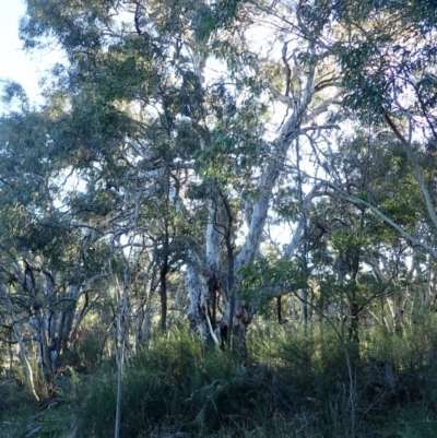 Eucalyptus mannifera subsp. mannifera (Brittle Gum) at Mount Ainslie - 5 Aug 2021 by jb2602