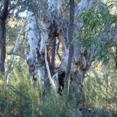 Eucalyptus mannifera subsp. mannifera at Mount Ainslie - 5 Aug 2021