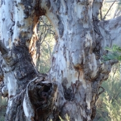 Eucalyptus mannifera subsp. mannifera at Mount Ainslie - 5 Aug 2021