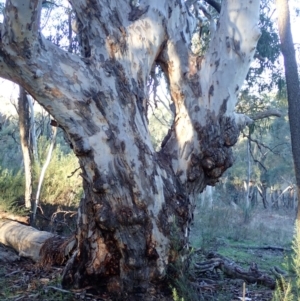 Eucalyptus mannifera subsp. mannifera at Mount Ainslie - 5 Aug 2021
