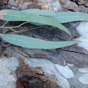 Eucalyptus mannifera subsp. mannifera at Mount Ainslie - 5 Aug 2021 04:36 PM