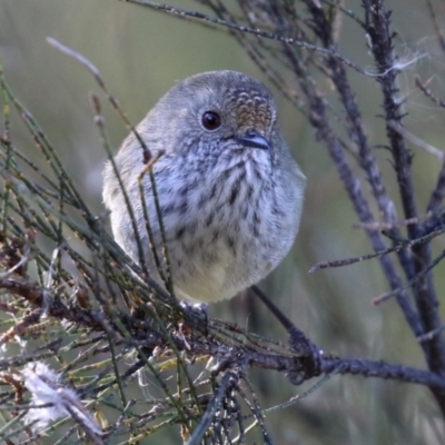 Acanthiza pusilla (Brown Thornbill) at Fyshwick, ACT - 6 Aug 2021 by RodDeb