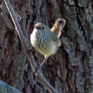 Acanthiza pusilla at Fyshwick, ACT - 6 Aug 2021