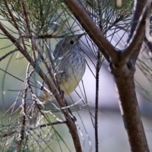 Acanthiza pusilla at Fyshwick, ACT - 6 Aug 2021 02:12 PM