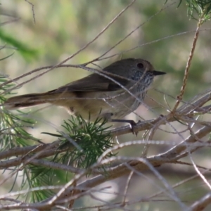 Acanthiza pusilla at Fyshwick, ACT - 6 Aug 2021