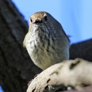 Acanthiza pusilla at Fyshwick, ACT - 6 Aug 2021