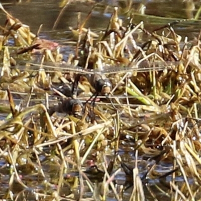 Anax papuensis (Australian Emperor) at Jerrabomberra Wetlands - 6 Aug 2021 by RodDeb