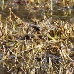 Anax papuensis at Fyshwick, ACT - 6 Aug 2021