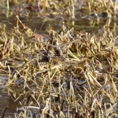 Anax papuensis at Fyshwick, ACT - 6 Aug 2021 02:28 PM