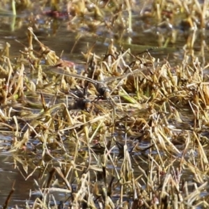 Anax papuensis at Fyshwick, ACT - 6 Aug 2021 02:28 PM