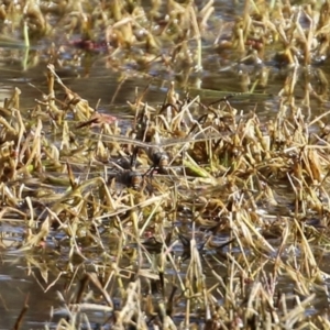 Anax papuensis at Fyshwick, ACT - 6 Aug 2021 02:28 PM