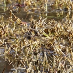 Anax papuensis at Fyshwick, ACT - 6 Aug 2021