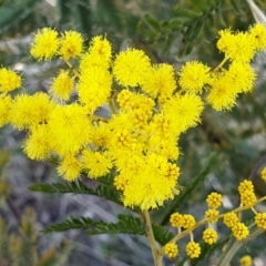 Acacia decurrens (Green Wattle) at Cook, ACT - 6 Aug 2021 by drakes