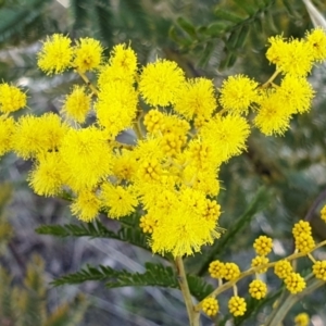 Acacia decurrens at Cook, ACT - 6 Aug 2021