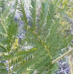 Acacia decurrens at Cook, ACT - 6 Aug 2021 08:48 AM