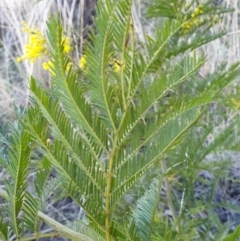 Acacia decurrens at Cook, ACT - 6 Aug 2021