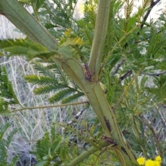 Acacia decurrens at Cook, ACT - 6 Aug 2021 08:48 AM