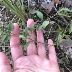 Goodenia hederacea (Ivy Goodenia) at Bruce, ACT - 7 Aug 2021 by Dora