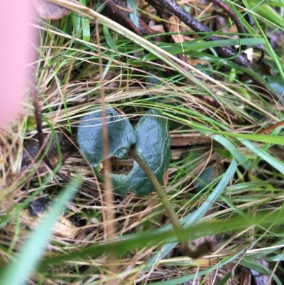 Acianthus sp. (Mayflower Orchid) at Black Mountain - 3 Aug 2021 by Ned_Johnston