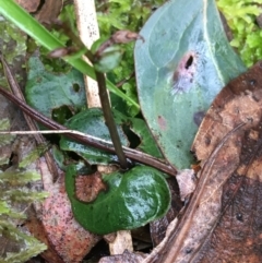 Acianthus sp. at Acton, ACT - suppressed