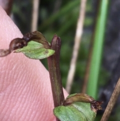 Acianthus sp. at Acton, ACT - suppressed