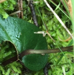 Acianthus sp. at Acton, ACT - suppressed