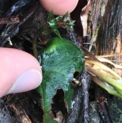 Acianthus sp. at Acton, ACT - 3 Aug 2021