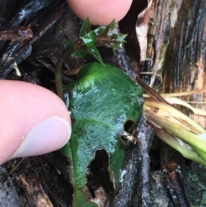 Acianthus sp. at Acton, ACT - 3 Aug 2021