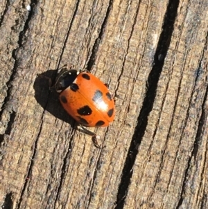 Hippodamia variegata at Pearce, ACT - 5 Aug 2021 12:59 PM