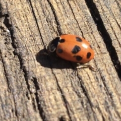 Hippodamia variegata at Pearce, ACT - 5 Aug 2021 12:59 PM