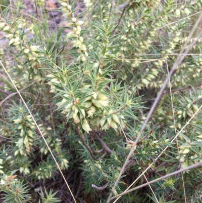 Melichrus urceolatus (Urn Heath) at Cotter River, ACT - 7 Aug 2021 by ThomasMungoven