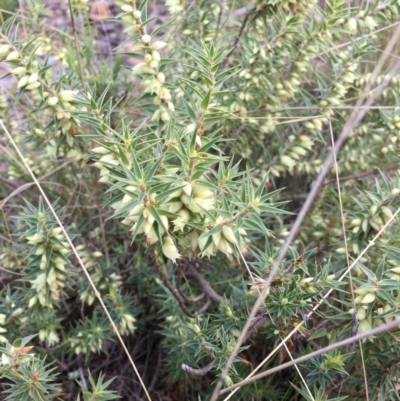 Melichrus urceolatus (Urn Heath) at Lower Cotter Catchment - 6 Aug 2021 by ThomasMungoven