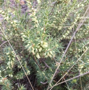 Melichrus urceolatus at Cotter River, ACT - 7 Aug 2021