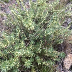 Melichrus urceolatus at Cotter River, ACT - 7 Aug 2021 08:46 AM