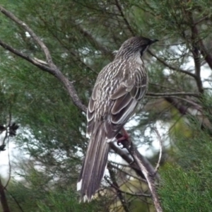 Anthochaera carunculata at Queanbeyan West, NSW - 1 Aug 2021