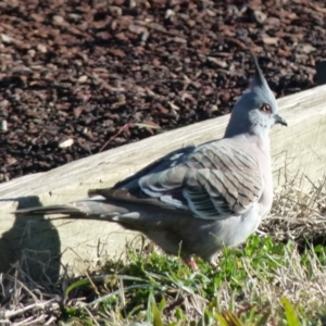 Ocyphaps lophotes at Queanbeyan West, NSW - 6 Aug 2021 08:49 AM