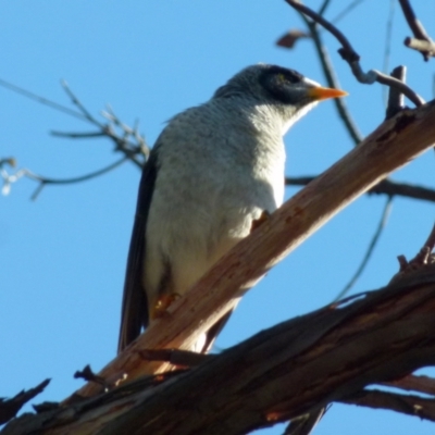 Manorina melanocephala (Noisy Miner) at QPRC LGA - 6 Aug 2021 by Paul4K