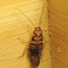 Robshelfordia sp. (genus) (A Shelford cockroach) at Conder, ACT - 23 Apr 2021 by michaelb