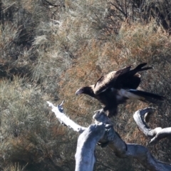 Aquila audax (Wedge-tailed Eagle) at Ainslie, ACT - 30 Jul 2021 by jb2602