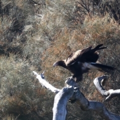 Aquila audax (Wedge-tailed Eagle) at Mount Ainslie - 30 Jul 2021 by jb2602