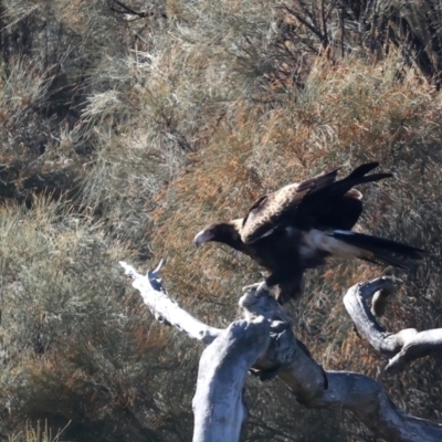Aquila audax (Wedge-tailed Eagle) at Mount Ainslie - 30 Jul 2021 by jb2602