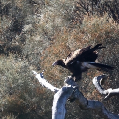 Aquila audax (Wedge-tailed Eagle) at Ainslie, ACT - 30 Jul 2021 by jb2602